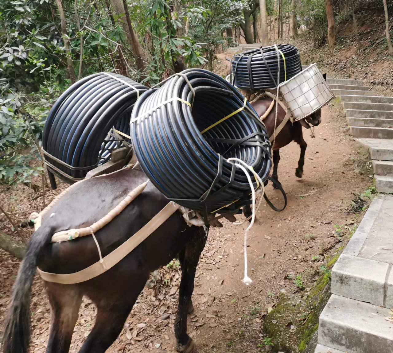 福田区马帮运输
