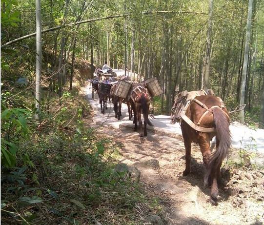 福田区马帮运输电话