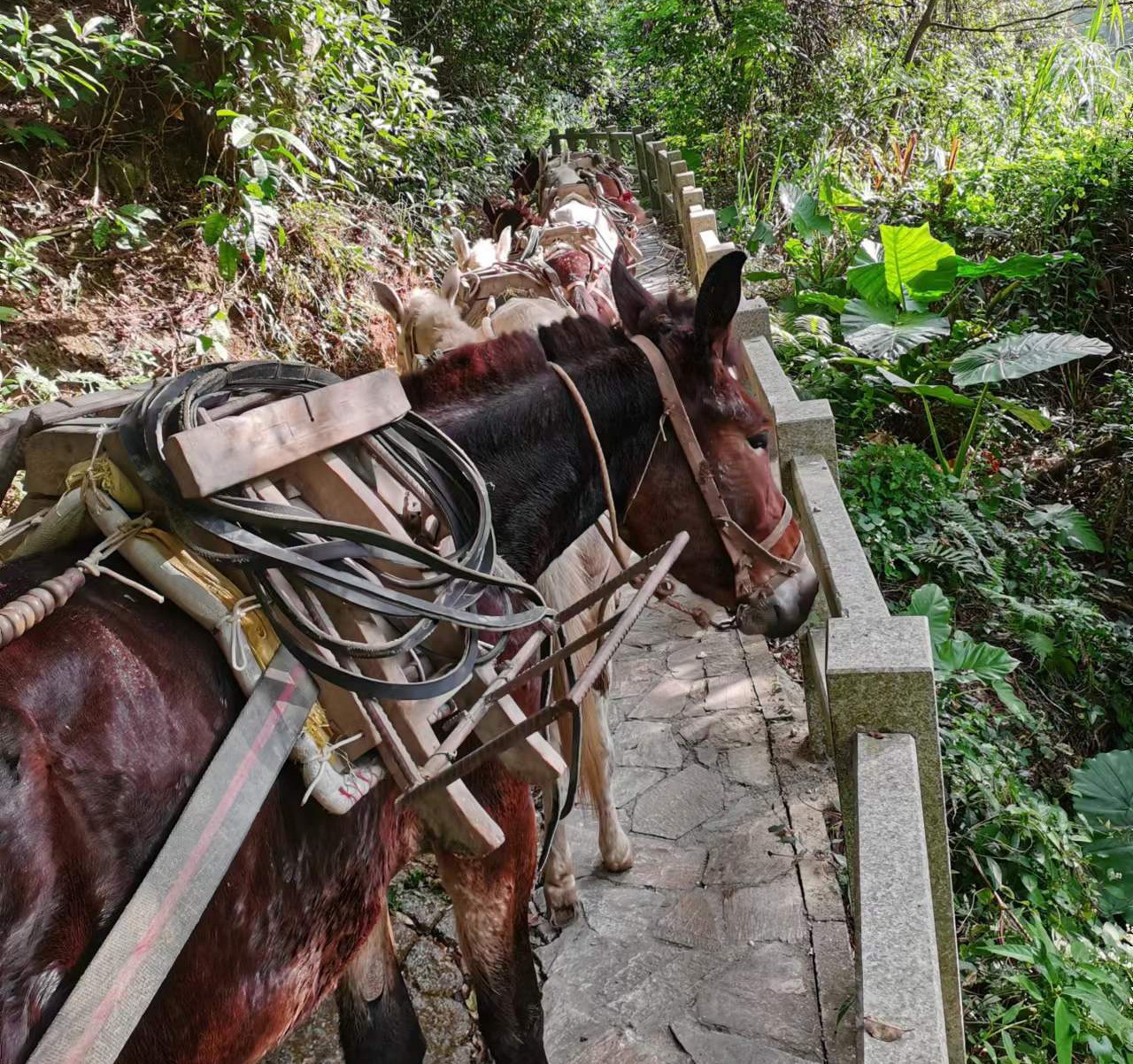 福田区马队运输