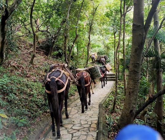 福田区马队运输电话