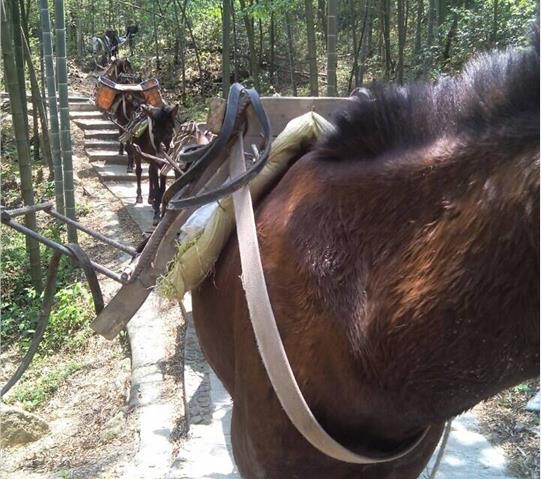 福田区骡马队运输