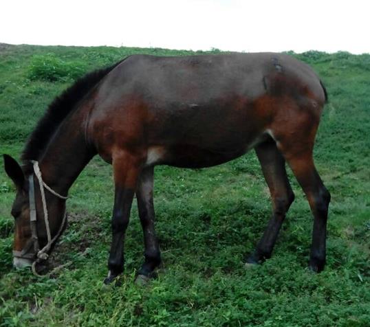 福田区骡马搬运
