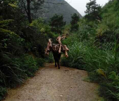 福田区骡马运输