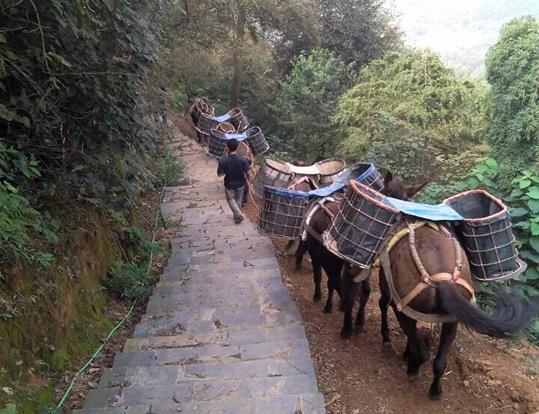 福田区骡马运输电话