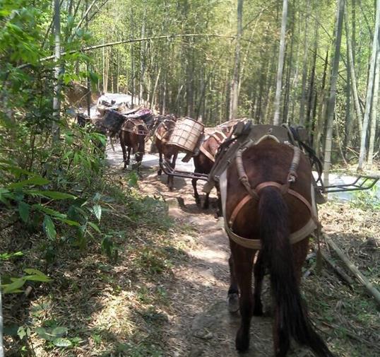 福田区骡马运输公司