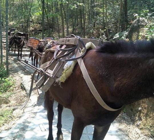 福田区山路骡马运输