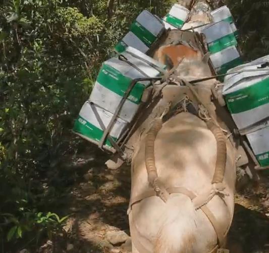福田区骡马山路运输