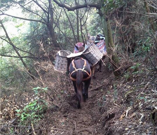 福田区马帮运输公司