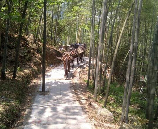 福田区马队运输公司