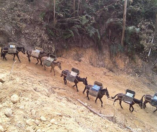 福田区山路马帮运输