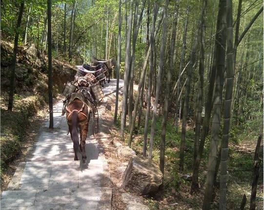 福田区山区骡马运输