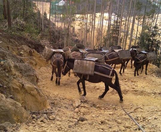 福田区山区马队运输